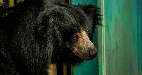 今年4月至10月期間，日本各地被捕獲的熊數量創下歷史新高。（示意圖／翻攝自pexels）