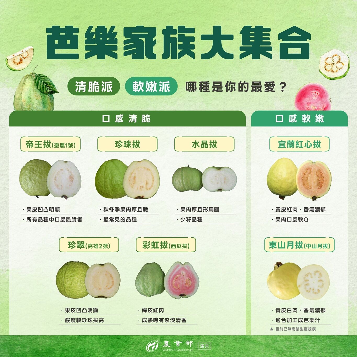 ▲▼農糧署表示，芭樂主要分七大類，珍珠拔占比達95%，芭樂富含維他命C，高纖低熱量，且適合糖尿病患者食用。（圖／農糧署提供）