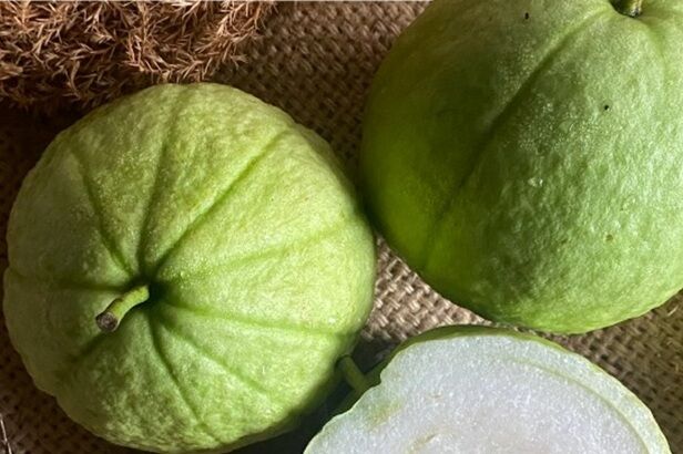 ▲▼農糧署表示，芭樂主要分七大類，珍珠拔占比達95%，芭樂富含維他命C，高纖低熱量，且適合糖尿病患者食用。（圖／農糧署提供）