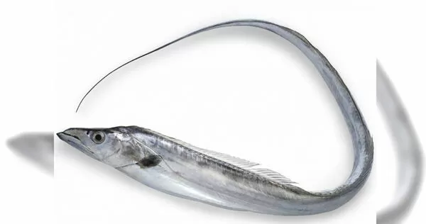 營養師曾建銘表示，白帶魚的蛋白質，但較其他魚更容易吸附油脂。（示意圖／photoAC）