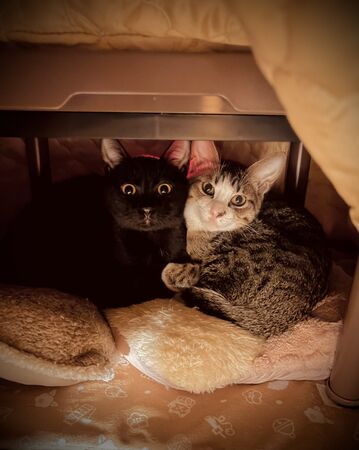 ▲。（圖／翻攝自X／@raden108s）