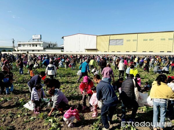 ▲▼太保市公所偕同地方舉辦「拔蘿蔔、迎新春」食農體驗行動。（圖／記者翁伊森翻攝）