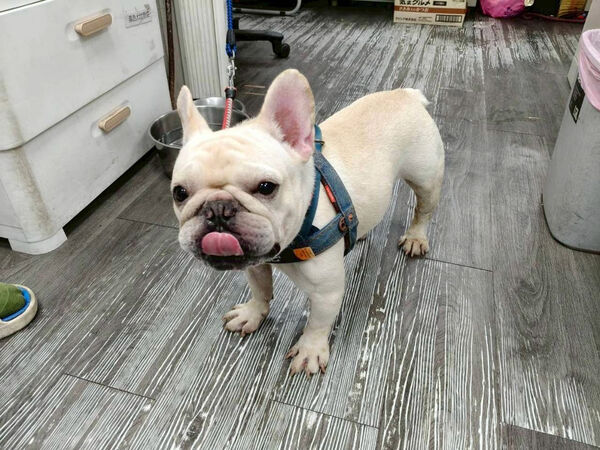 ▲新北動保處推犬貓絕育補助。（圖／新北市動保處提供）