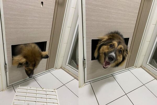 米克斯大狗狗大熊。（圖／粉專「大熊與FiFi的反差萌日記」提供／資料照片）