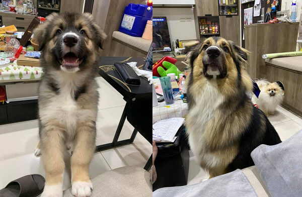 米克斯大狗狗大熊。（圖／粉專「大熊與FiFi的反差萌日記」提供／資料照片）