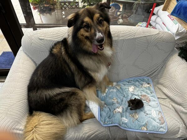 米克斯大狗狗大熊。（圖／粉專「大熊與FiFi的反差萌日記」提供／資料照片）