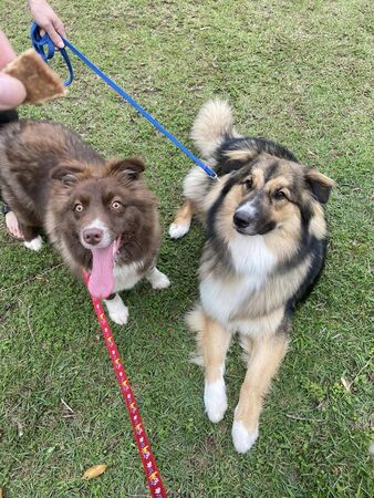 米克斯大狗狗大熊。（圖／粉專「大熊與FiFi的反差萌日記」提供／資料照片）