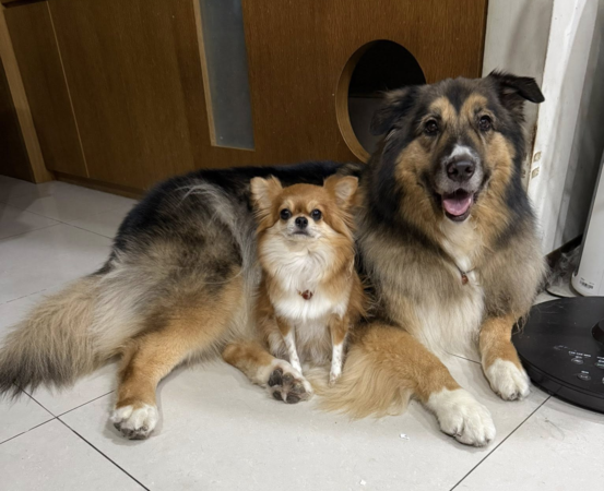 米克斯大熊。（圖／翻攝自粉專「大熊與FiFi的反差萌日記」提供）