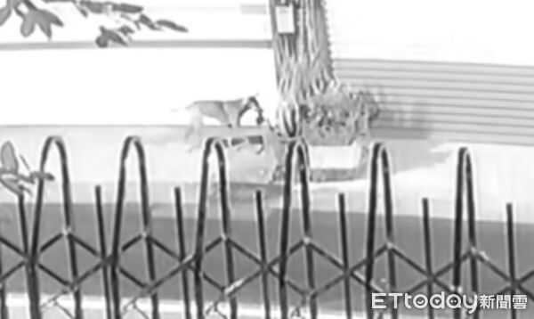 ▲▼家門口有屍塊！高雄阿姨驚「碎屍魔再現」嚇壞報案　兇手曝光超可愛。（圖／記者許宥孺翻攝）