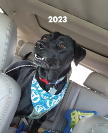 黑色拉布拉多變成大麥町。（圖／翻攝自Reddit@multi_the_opossum）