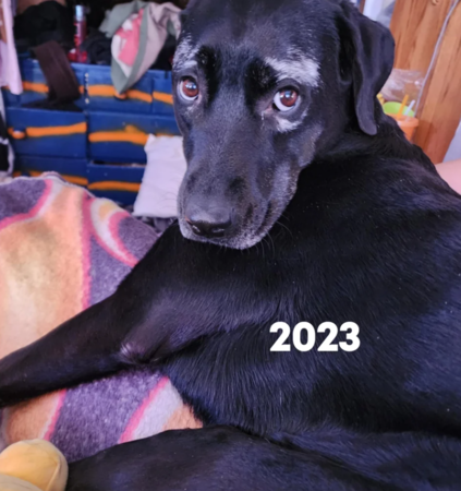 黑色拉布拉多變成大麥町。（圖／翻攝自Reddit@multi_the_opossum）