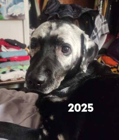 黑色拉布拉多變成大麥町。（圖／翻攝自Reddit@multi_the_opossum）