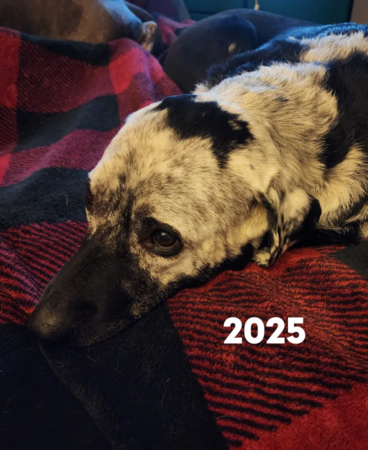 黑色拉布拉多變成大麥町。（圖／翻攝自Reddit@multi_the_opossum）