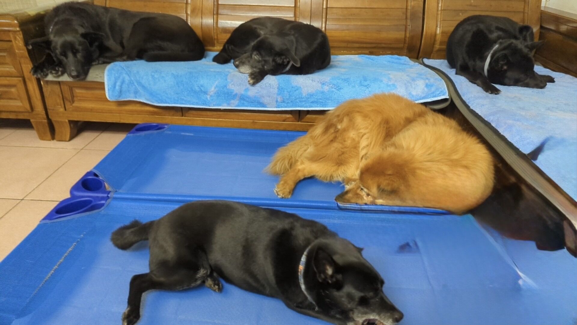 ▲新北盤點遊蕩犬與工廠犬。（圖／新北市動保處提供）