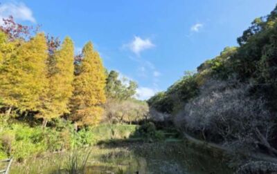 苗栗梅谷秘境「華陶窯」賞花品茶