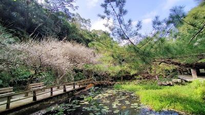 苗栗梅谷秘境「華陶窯」賞花品茶