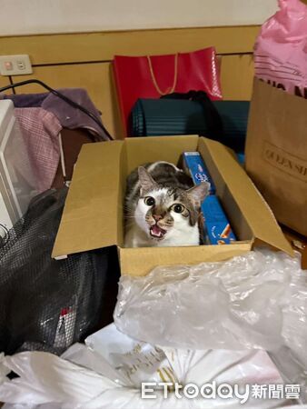 喵星人攻擊螢幕。（圖／飼主吳先生提供）