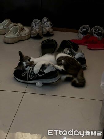 喵星人攻擊螢幕。（圖／飼主吳先生提供）