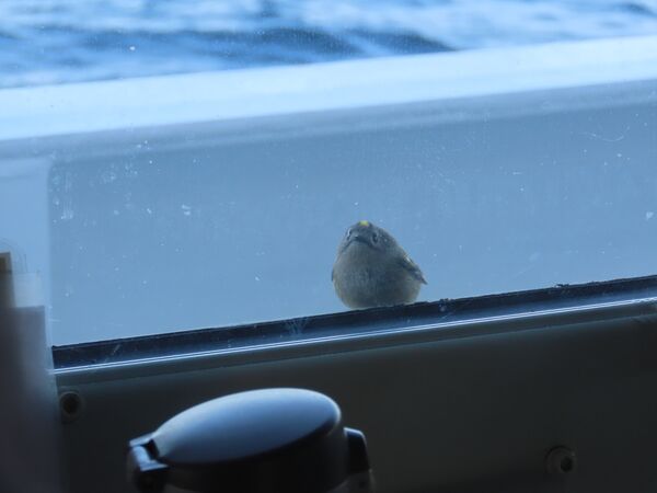 ▲。（圖／翻攝自X／@JCG_8th_RCGH）