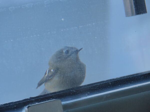 ▲。（圖／翻攝自X／@JCG_8th_RCGH）