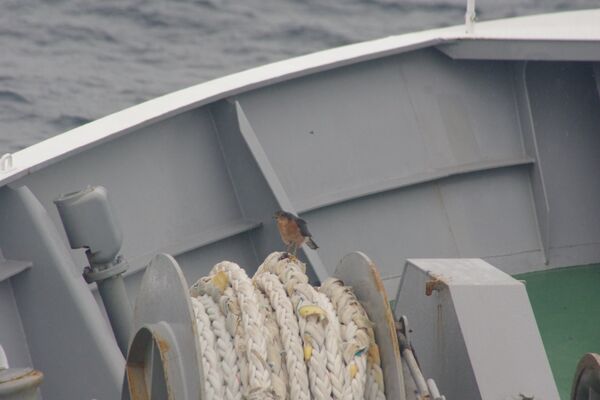 ▲。（圖／翻攝自X／@JCG_8th_RCGH）