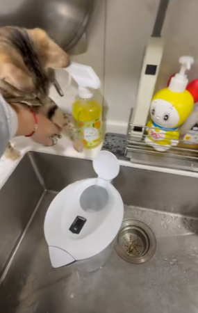 貓咪玩水。（圖／有點毛毛的／飼主吳欣玫投稿）