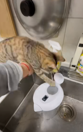 貓咪玩水。（圖／有點毛毛的／飼主吳欣玫投稿）