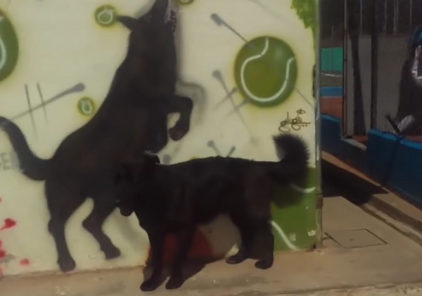 網球狗羅傑。（圖／翻攝自Inder Guarne）