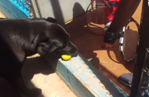 網球狗羅傑。（圖／翻攝自Inder Guarne）