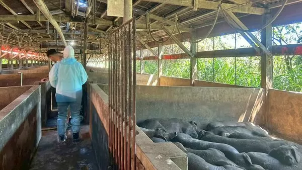 ▲新北動保處3關鍵措施 全面強化養豬場防線。（圖／新北市動保處提供）