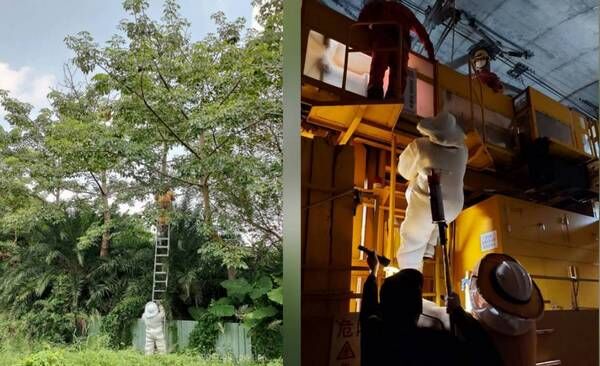 ▲桃園捕蜂捉蛇委外1999專線24小時受理