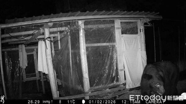 ▲▼  元旦至3日連三日現蹤 專家研判為成年公熊 。（圖／林業保育署嘉義分署提供）