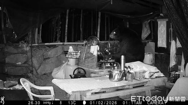 ▲▼  元旦至3日連三日現蹤 專家研判為成年公熊 。（圖／林業保育署嘉義分署提供）