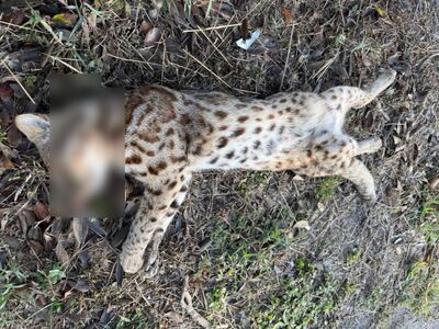 今年首起！彰化美港公路驚見石虎口吐鮮血亡　疑穿越馬路遭撞死