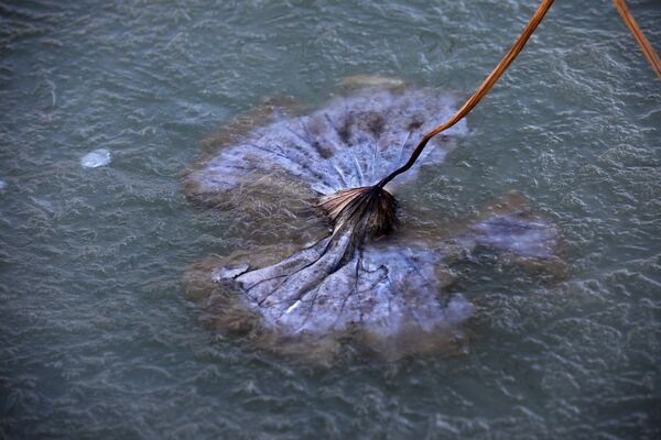 ▲江蘇淮安一處荷塘結滿霜凍。（圖／CFP）