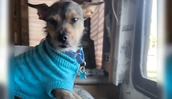 獲收養流浪犬報恩　火場中叫醒熟睡女主人「晚30秒就喪命」。（圖／翻攝自募款網站GoFundMe）