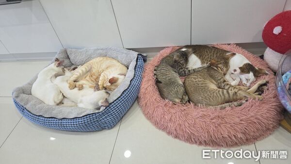 ▲（圖／有點毛毛的／Ct Ching提供）