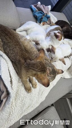 ▲（圖／有點毛毛的／Ct Ching提供）