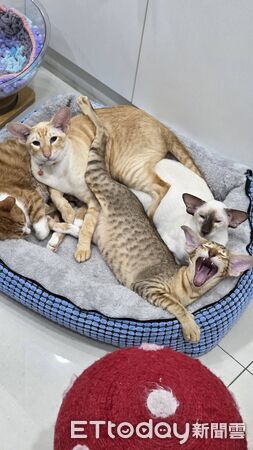 ▲（圖／有點毛毛的／Ct Ching提供）