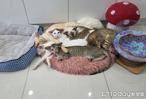 ▲（圖／有點毛毛的／Ct Ching提供）