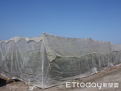 寒流接力來襲 高雄農改場急示警:熱帶作物12度以下恐受害