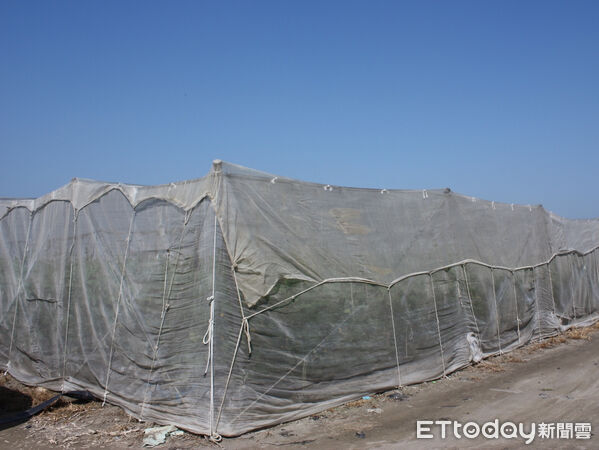 ▲火鶴花苞片經歷低溫後產生褐化損傷。（圖／高雄區農改場提供）