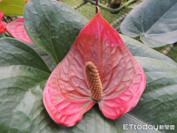 ▲火鶴花苞片經歷低溫後產生褐化損傷。（圖／高雄區農改場提供）