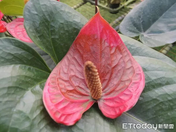 ▲火鶴花苞片經歷低溫後產生褐化損傷。（圖／高雄區農改場提供）