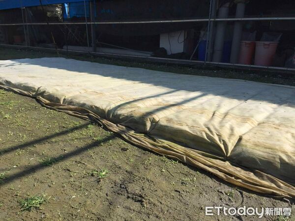 ▲火鶴花苞片經歷低溫後產生褐化損傷。（圖／高雄區農改場提供）