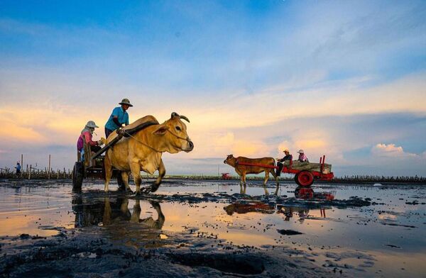 ▲芳苑水牛學校魏清水本月3日因病逝世。（圖／翻攝自魏清水臉書）