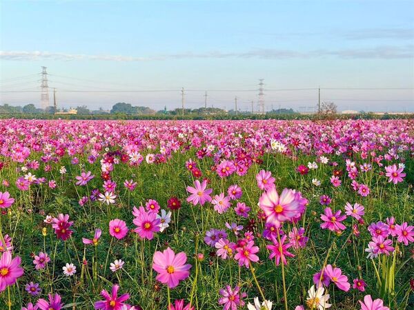 ▲春節到彰化縣賞花。（圖／縣府提供）