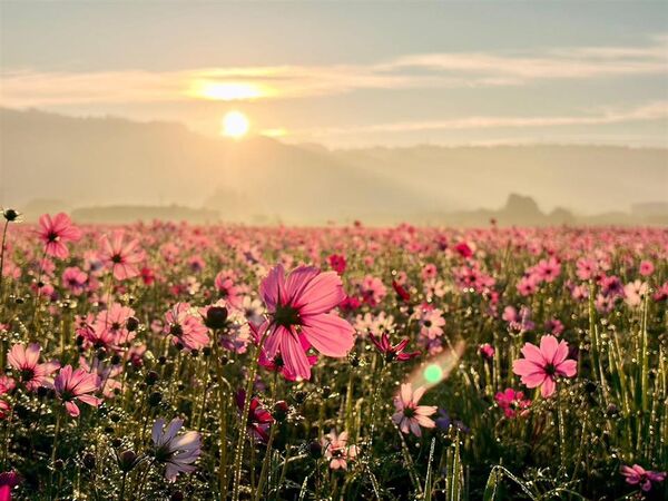 ▲春節到彰化縣賞花。（圖／縣府提供）