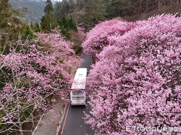 ▲▼武陵農場櫻花季2月13日起開跑。（圖／公路局提供）