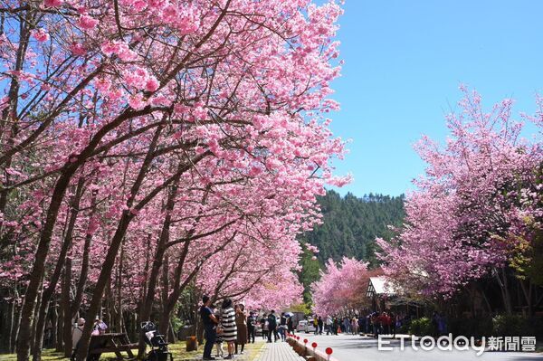▲▼武陵農場櫻花季2月13日起開跑。（圖／公路局提供）